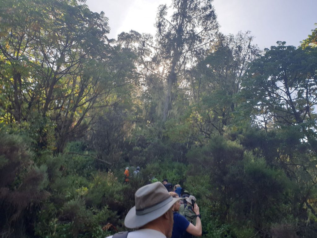 Trekkers walking on path through trees