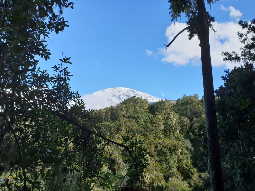 Kilimanjaro mountain, covered in snow, peaks over the jungle