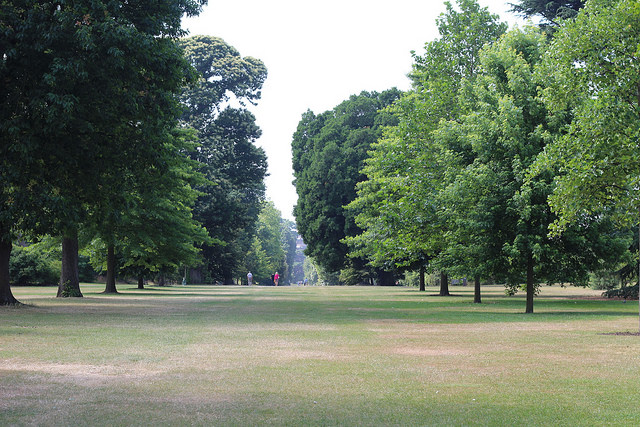 An aisle of trees