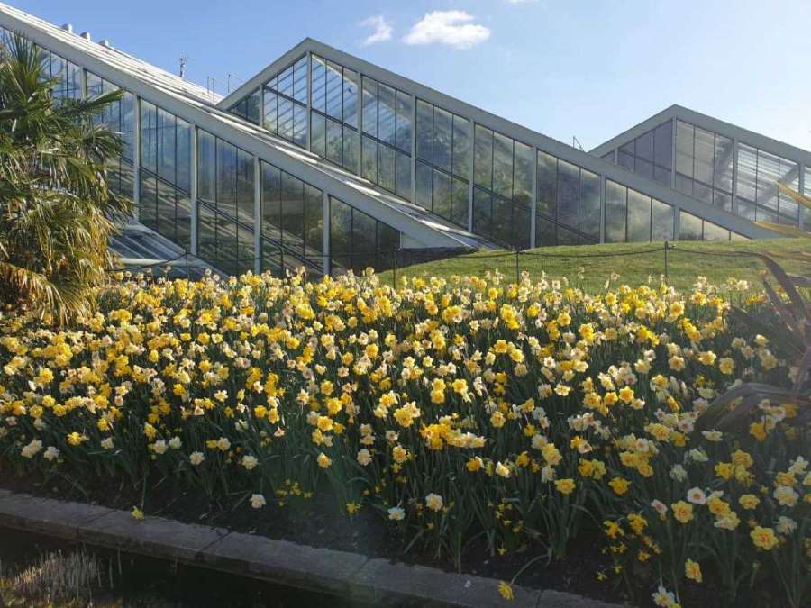 Pyramid glasshouses in Kew Gardens. In front there is a sea of golden daffodils