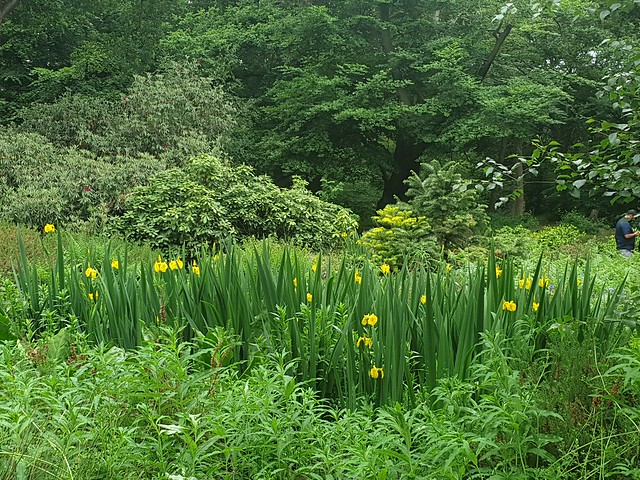 Yellow Irises bordering a pond, Isabella Plantation. 