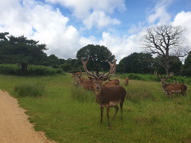 Stag facing me, large antlers, in Richmond Park