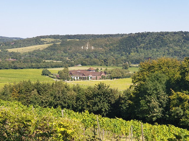 Looking down across the vineyards to Denbies hotel, with the chalk cliffs of Box Hill behind