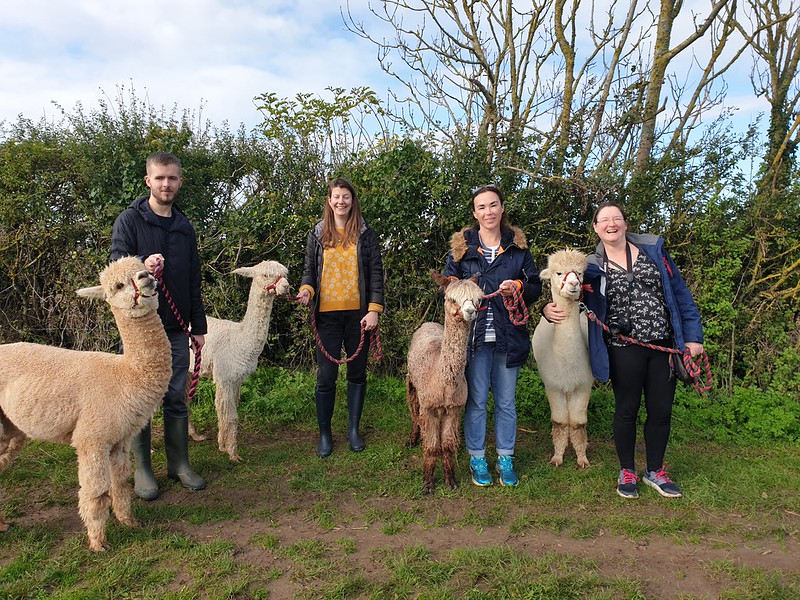 The team lined up with their alpacas