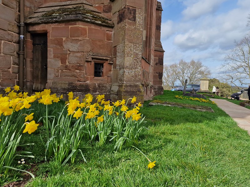 Picture of daffodils from a low angle, with church wall behind. One daffodil has fallen flat